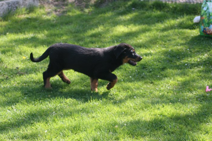 Quenza 09 04 2017 (12)